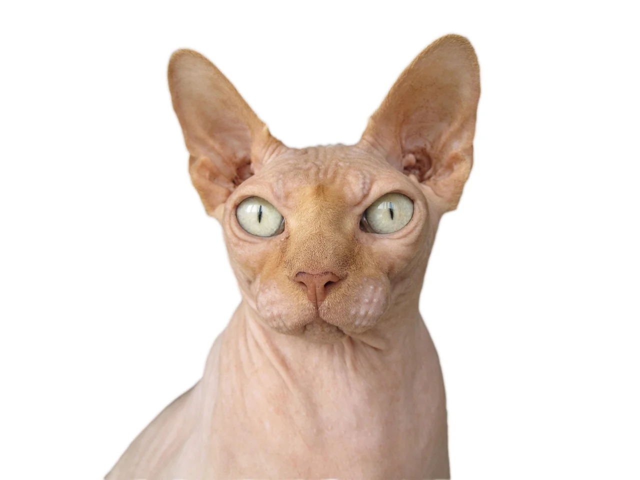 cô gái áo dài đỏ ảnh việt nam