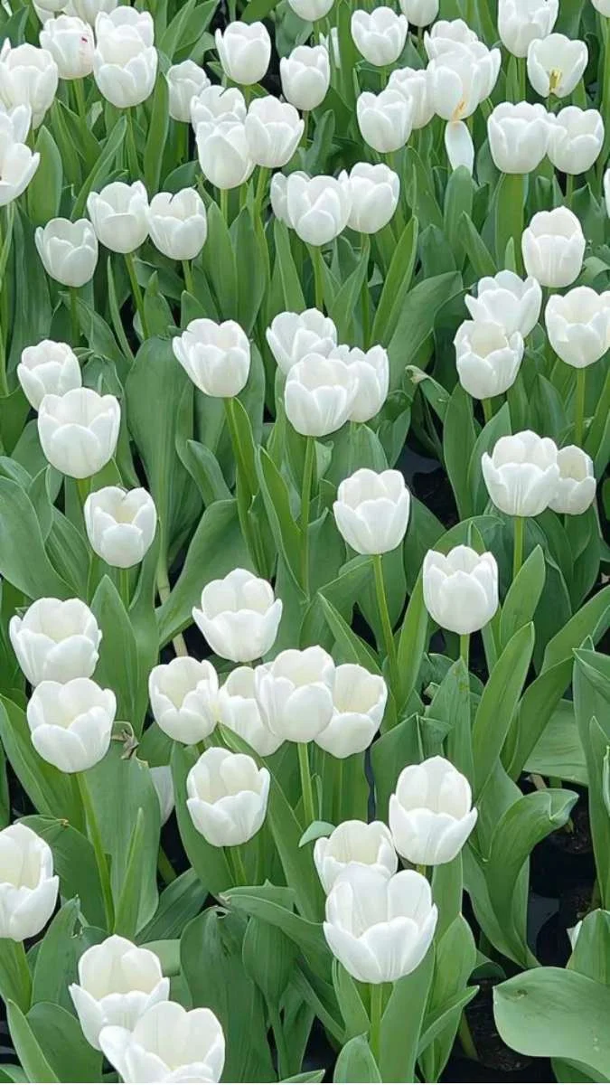 Hình nền hoa Tulip trắng cho điện thoại