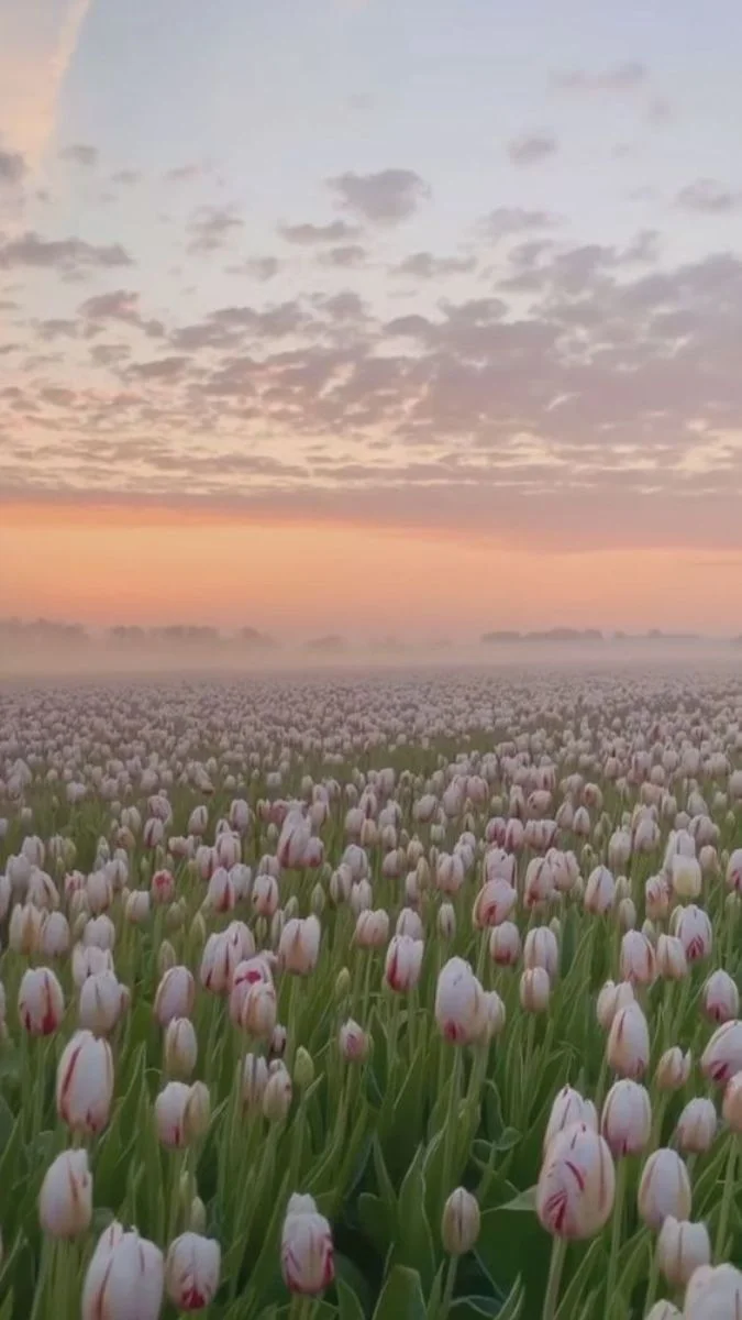 Hình nền hoa Tulip cho điện thoại tươi mới