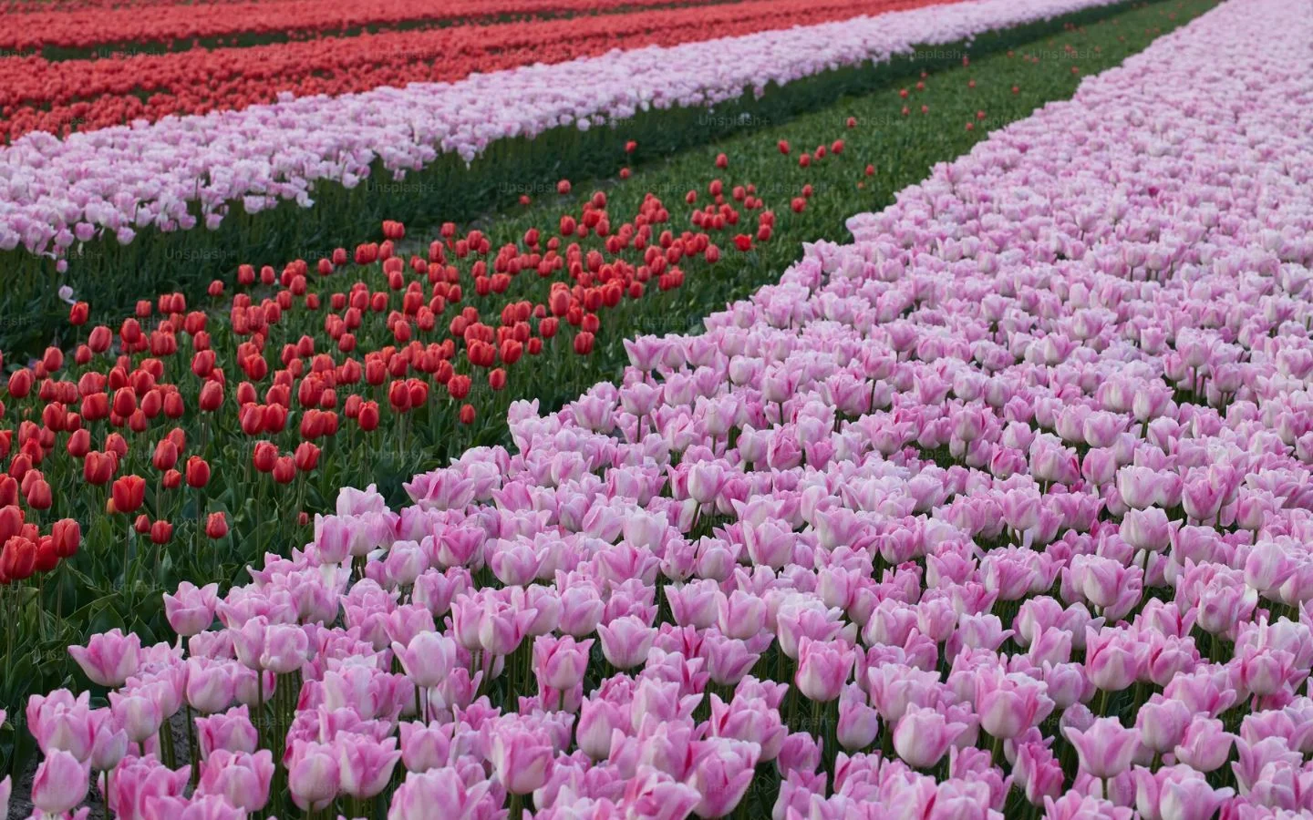 Cánh đồng tulip rực rỡ sắc màu