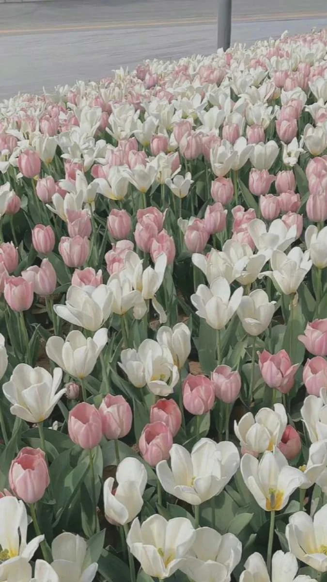 Hình nền hoa Tulip cho điện thoại 2024