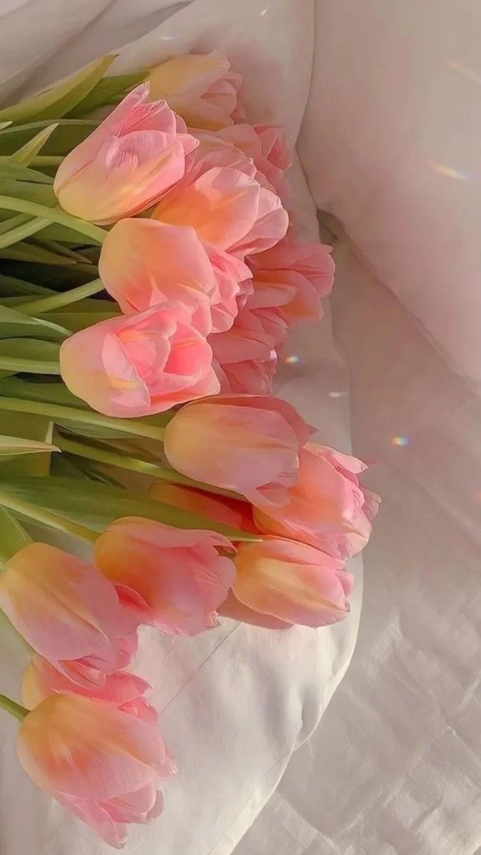 Hình nền hoa Tulip cho điện thoại lãng mạn