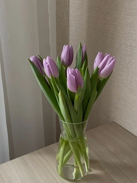 Ảnh hoa Tulip chill, nhẹ nhàng cho điện thoại (2)