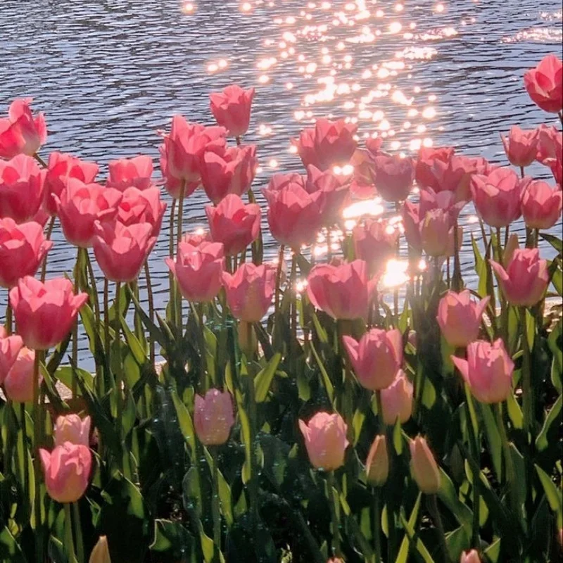 Tải 41+ hình nền hoa Tulip chill đẹp chất lượng 4K miễn phí