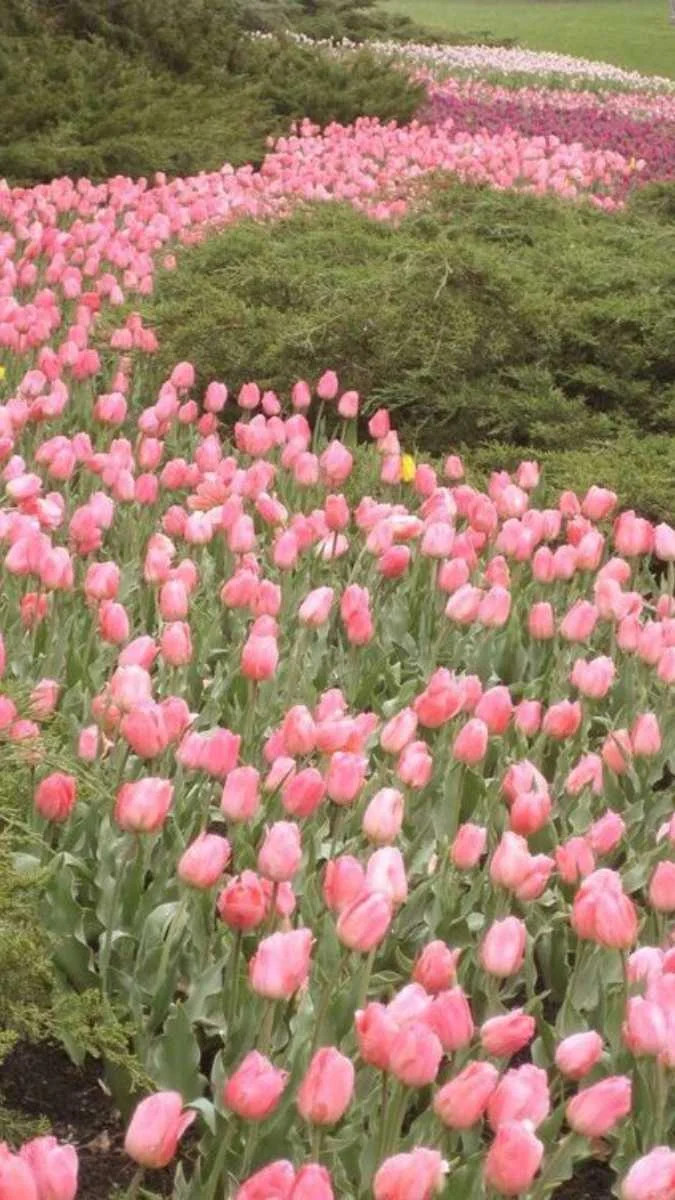 Hình nền hoa Tulip hồng cho điện thoại