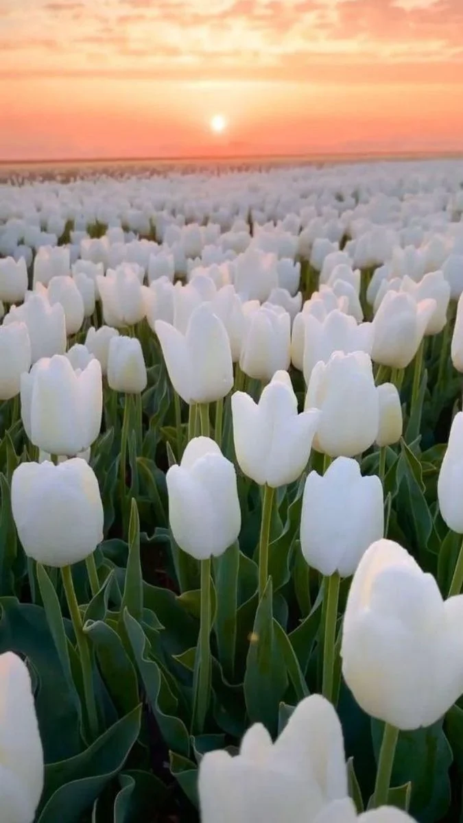 Hình nền hoa Tulip trắng cho điện thoại (2)