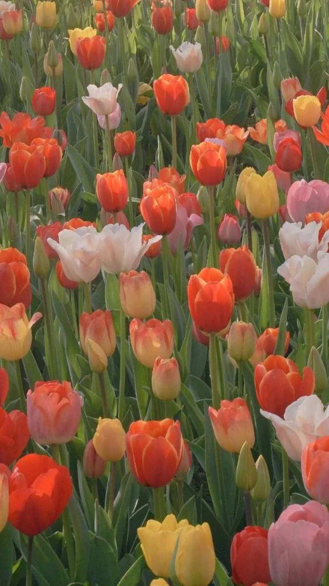 Hình nền hoa Tulip cho điện thoại cute