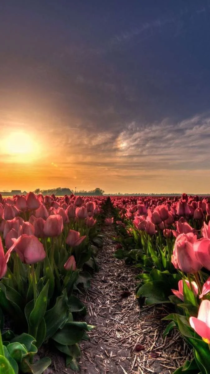 Hình nền hoa Tulip cho điện thoại với buổi chiều hoàng hôn