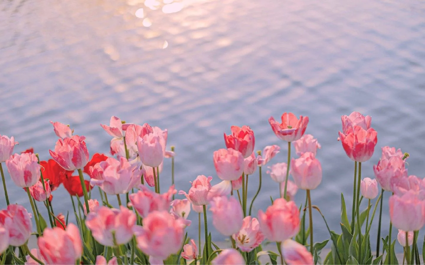 Tổng hợp hình nền hoa tulip đẹp nhất năm 2025 (2)