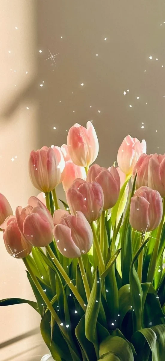 Top 50+ hình nền hoa tulip full HD 4K đẹp nhất hiện nay