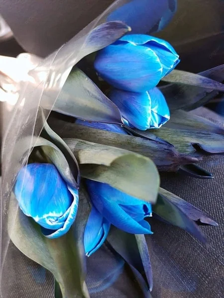 Ảnh nền hoa Tulip màu xanh dương (2)