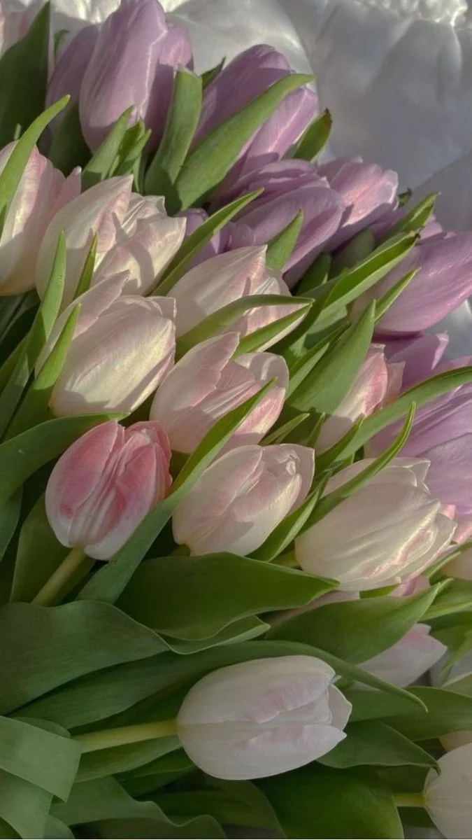 Hình nền hoa Tulip cho điện thoại tinh tế