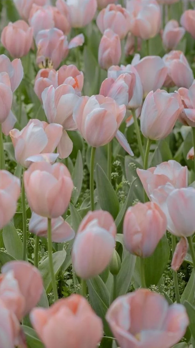 Hình nền hoa Tulip cho điện thoại nhẹ nhàng