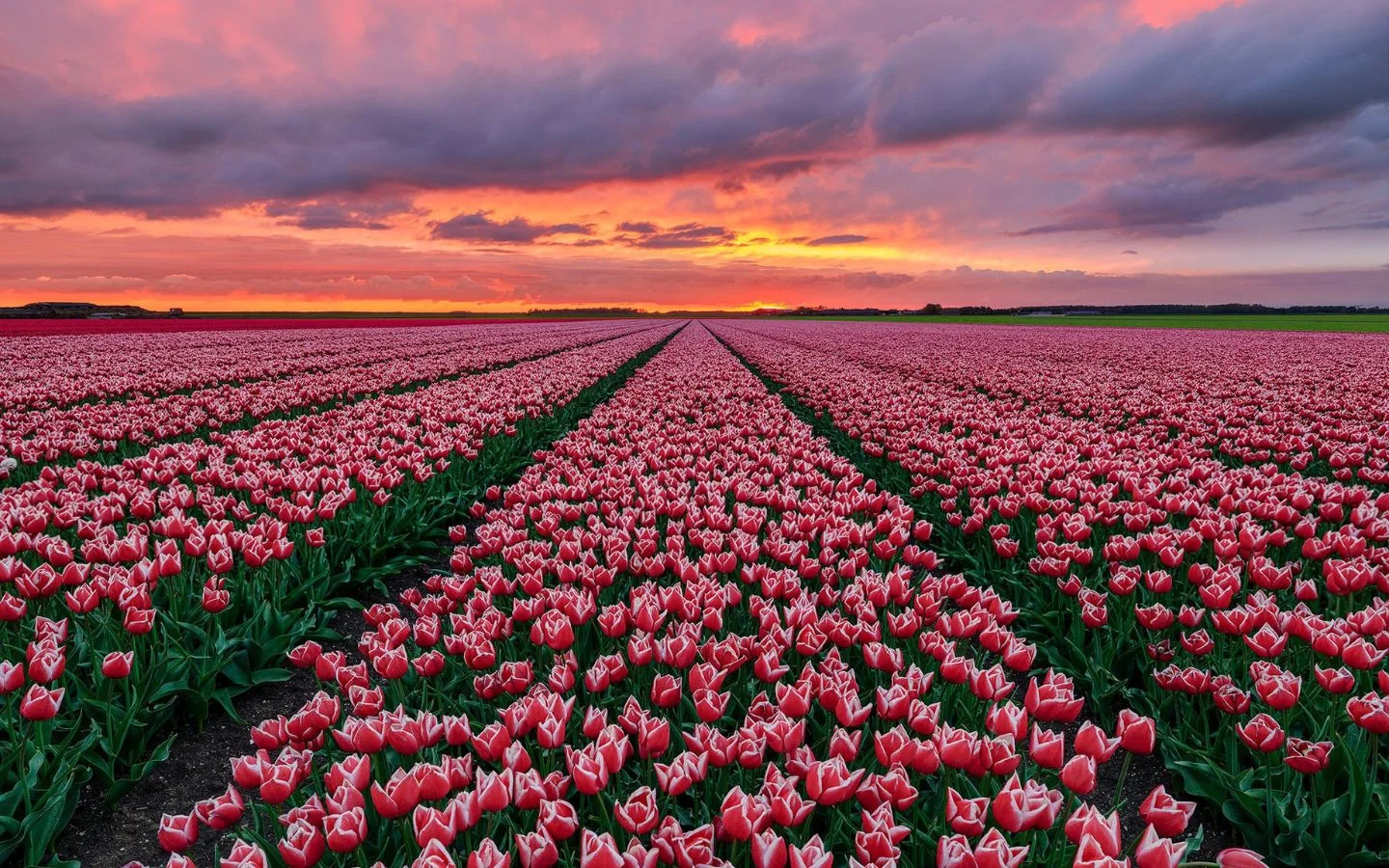 Tổng hợp hình nền hoa tulip đẹp nhất năm 2025