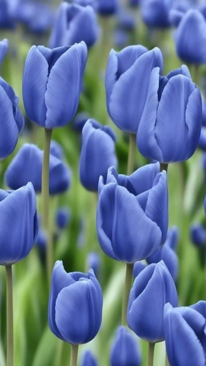 Ảnh nền hoa Tulip xanh 4k (9)