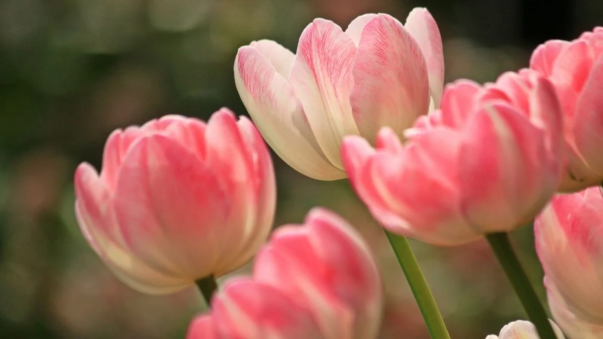 125+ hình nền hoa Tulip Full HD, 4k sắc nét đẹp nhất