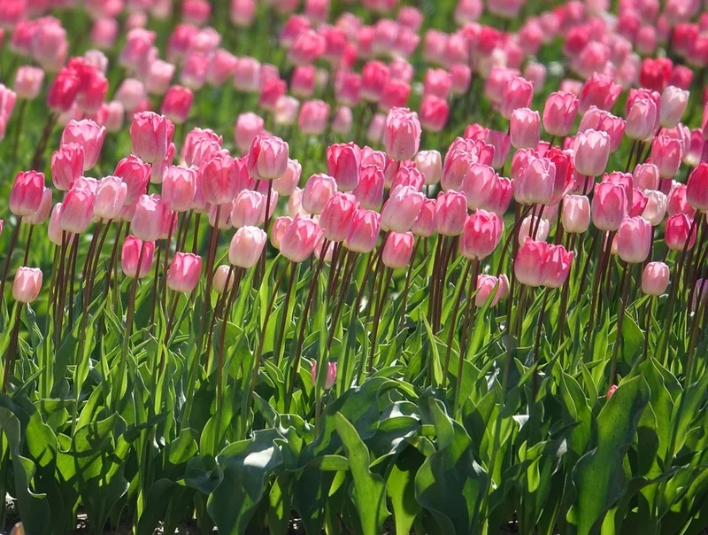 Lưu ngay 100+ hình nền máy tính hoa Tulip đẹp xuất sắc, giúp bạn tô điểm không gian số của mình