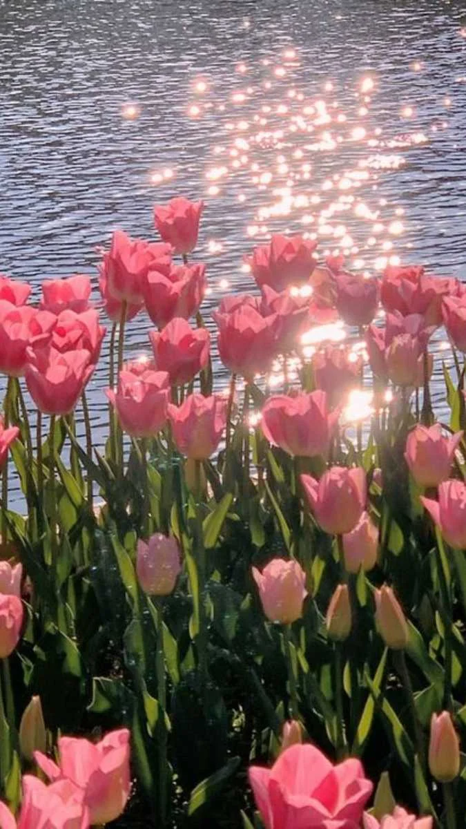 Hình nền hoa Tulip cho điện thoại 4K