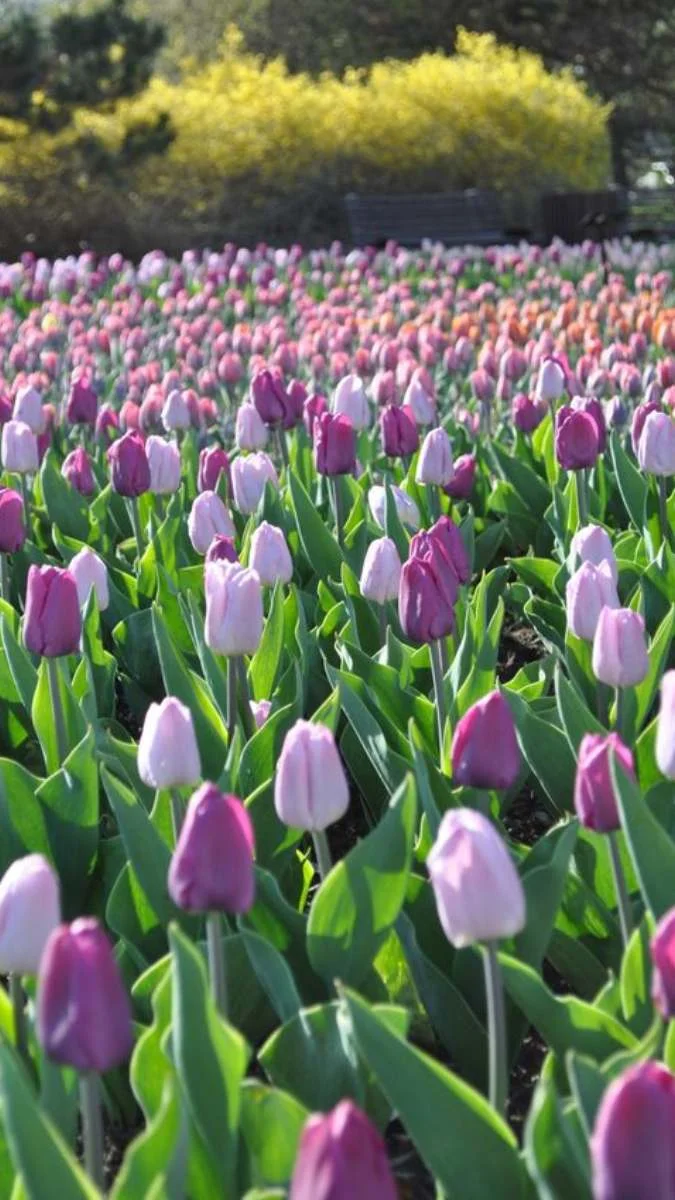Hình nền hoa Tulip cho điện thoại màu tím