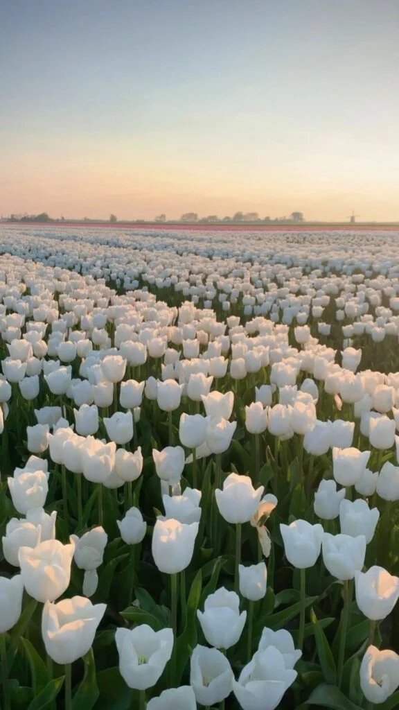 hinh nen hoa tulip 2