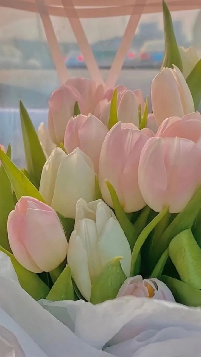 Hình nền hoa Tulip cho điện thoại đẹp