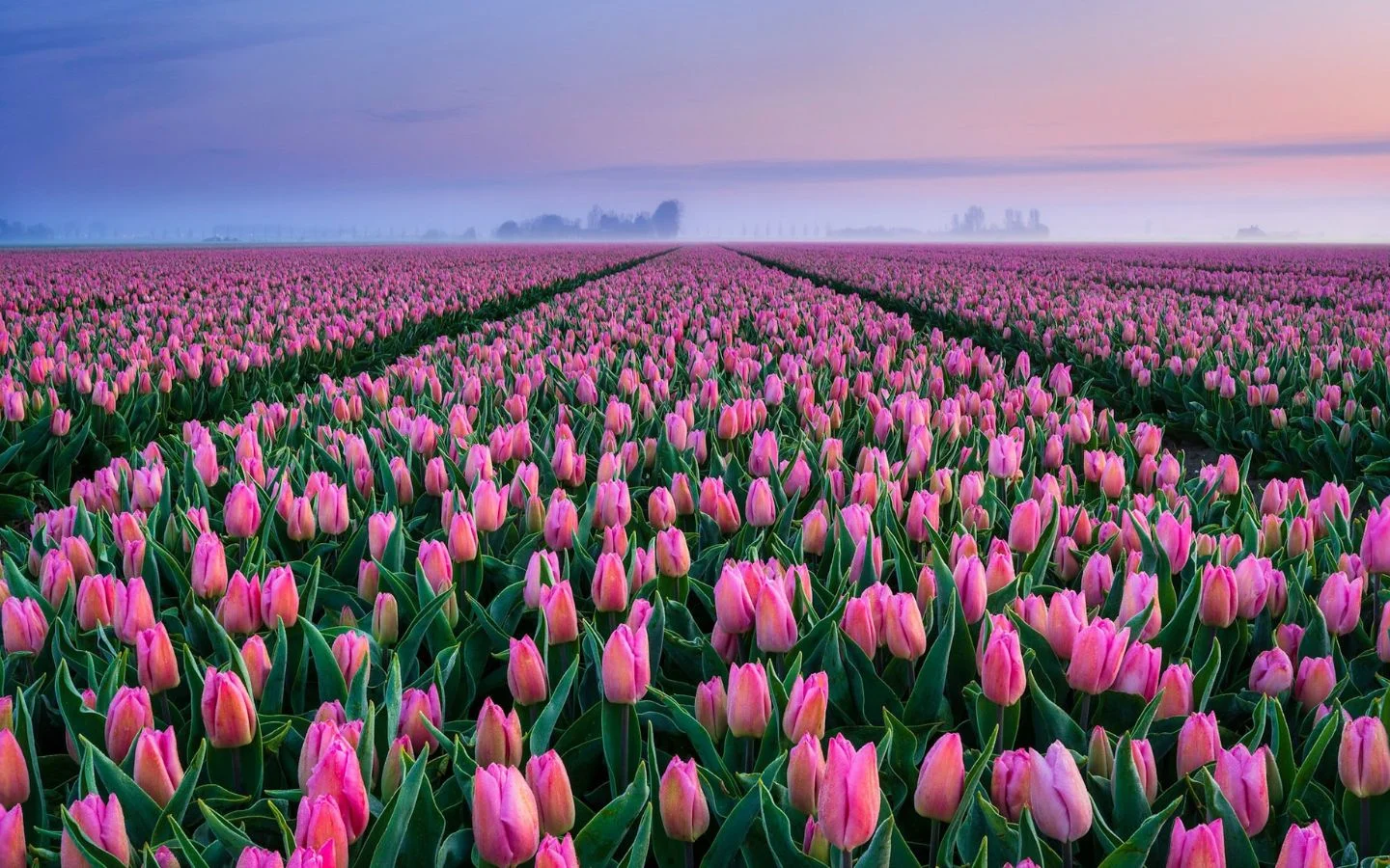 Cánh đồng tulip hồng mơ màng chiều