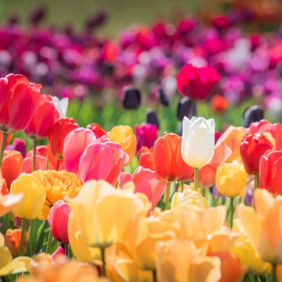 Hoa tulip: Ý nghĩa của loài hoa ẩn sâu trong từng gam màu