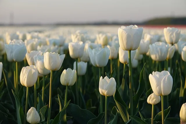 80000+ Hoa tulip & hình ảnh hoa tulip đẹp nhất - Pixabay