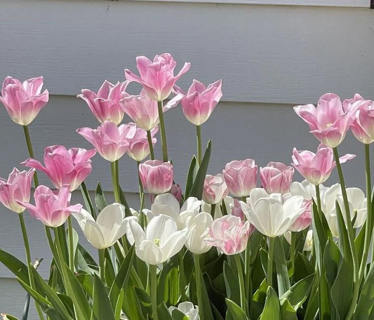 799+ Hình nền hoa tulip full hd 4K chill cute đẹp nhất miễn phí (2)