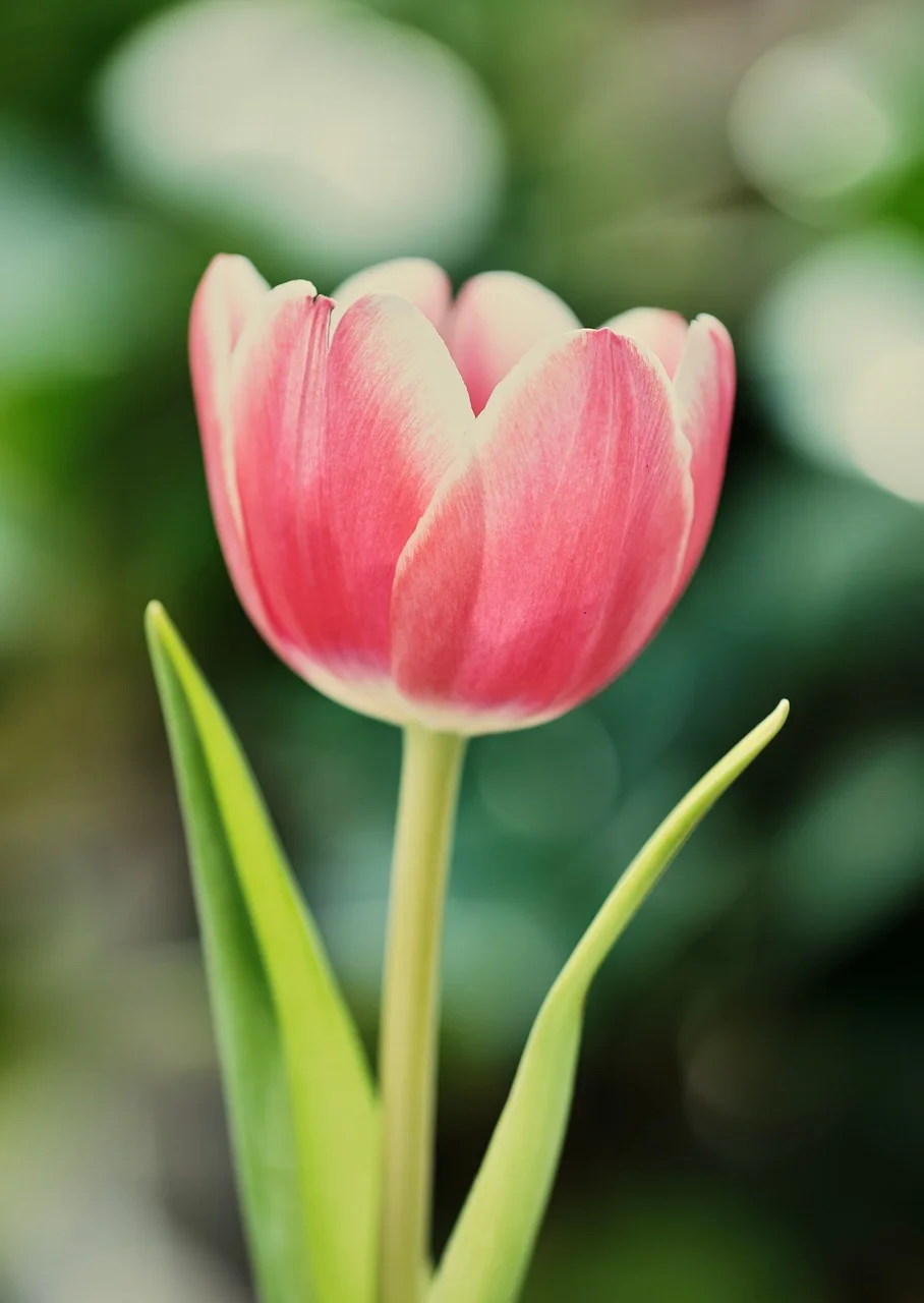 Hoa Tulip Thiên Nhiên Mùa Xuân - Ảnh miễn phí trên Pixabay