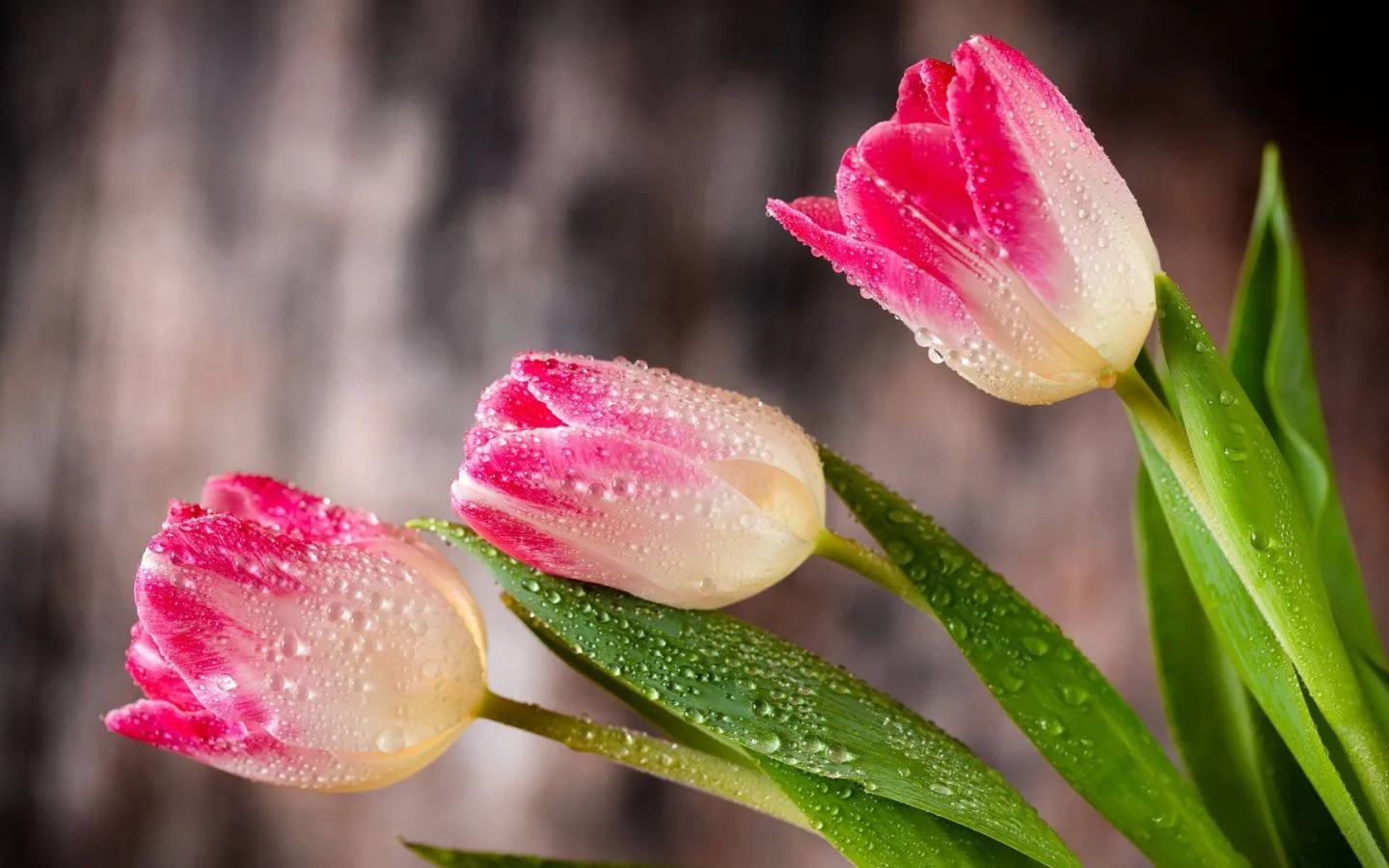 Tổng hợp hình nền hoa tulip đẹp nhất năm 2025