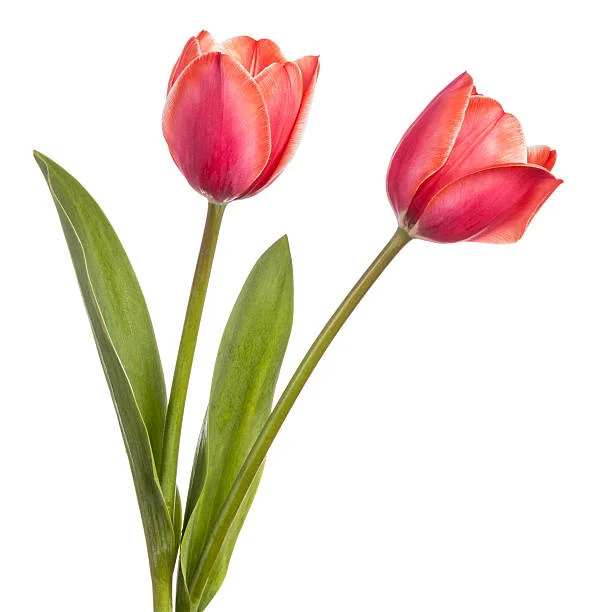 Hơn 806.900 Tulip ảnh, hình chụp & hình ảnh trả phí bản quyền một lần sẵn có - iStock
