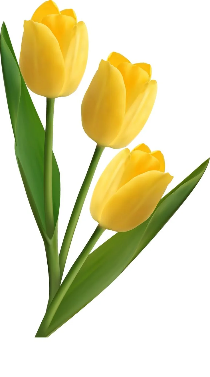 Ba bông hoa tulip vàng nở trên nền trắng, nổi bật với thân và lá xanh