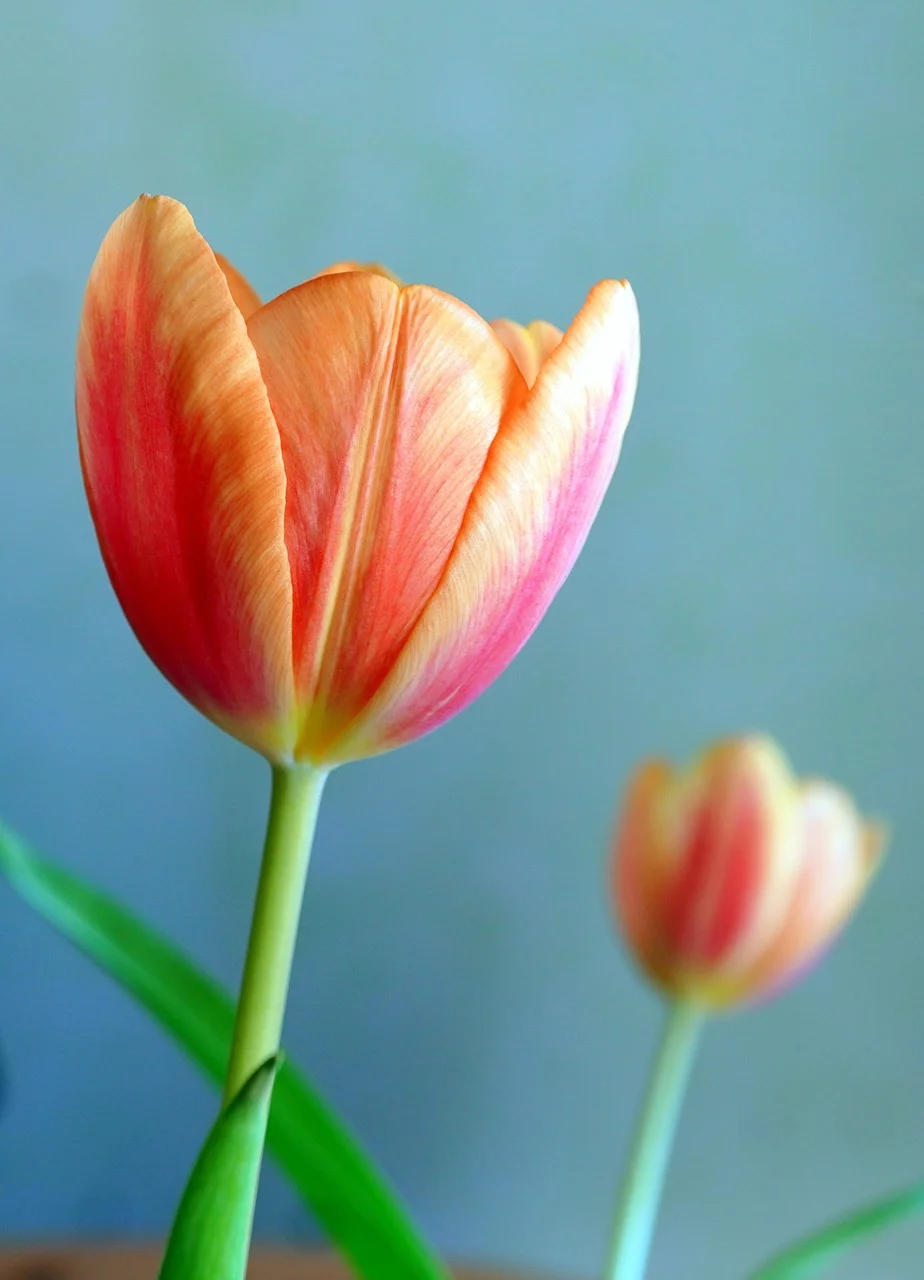 Hoa Tulip Thiên Nhiên Hệ Thực - Ảnh miễn phí trên Pixabay