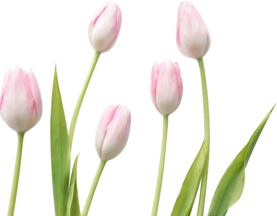 Hình Ảnh Hoa tulip | Canva