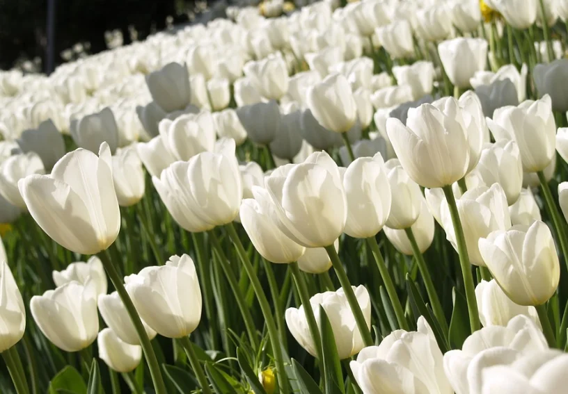 Hoa Tulip trắng | Biểu tượng của tình yêu trong sáng