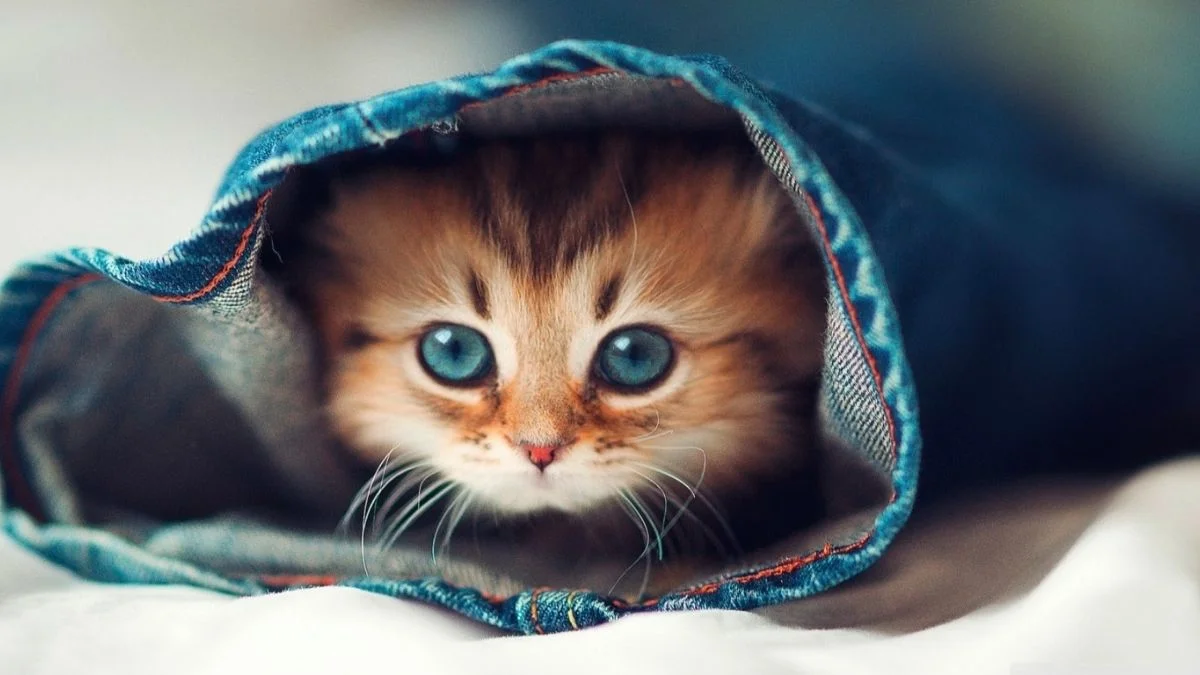 Ảnh bìa Facebook cute dễ thương