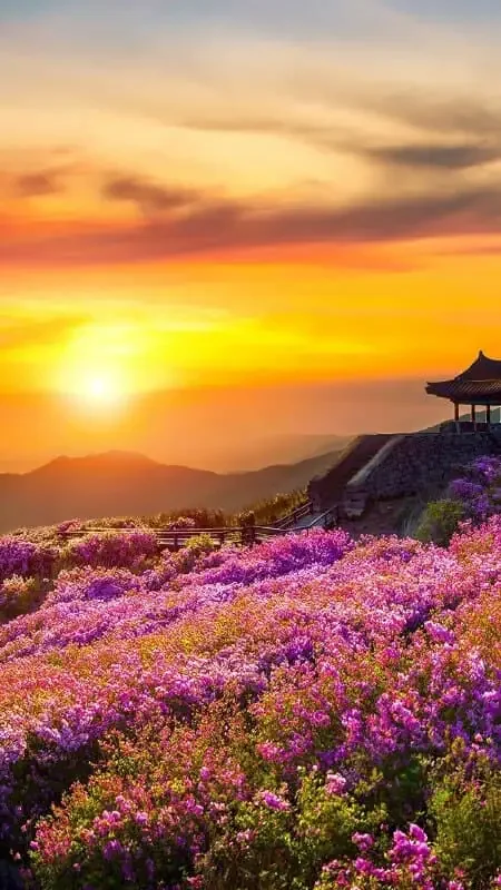 Ảnh hoàng hôn đẹp chill - hình 2